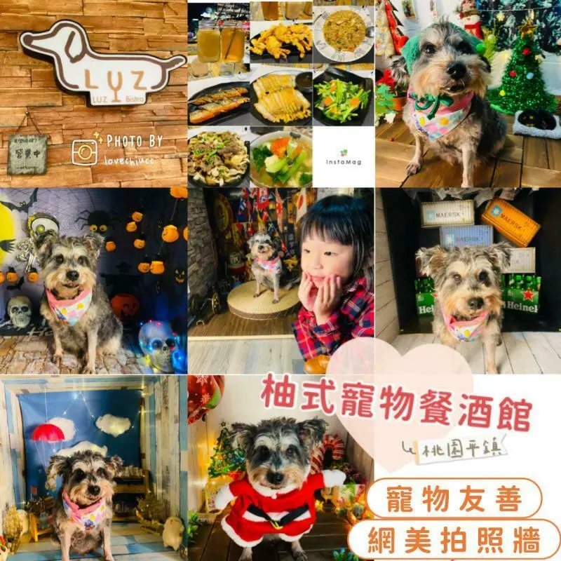 【桃園美食】柚式寵物(複合式)餐酒館You's Pomelo Bistro 寵物友善餐廳 中式料理主廚手路菜 寵物可落地有寵物餐 多款布景免費寵物網美拍照牆