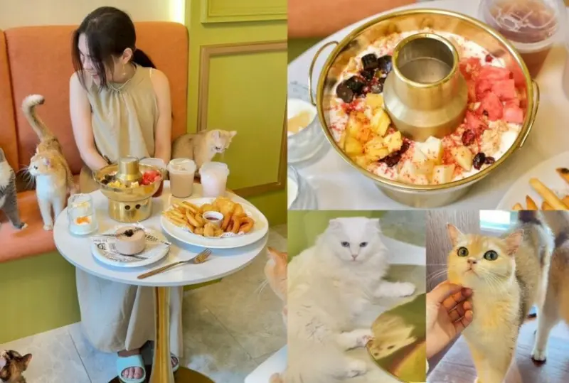 12街貓屋｜勤美新開幕日系貓咪咖啡廳，夢幻水果優格火鍋打造甜蜜下午茶! - 肉依小姐吃什麼