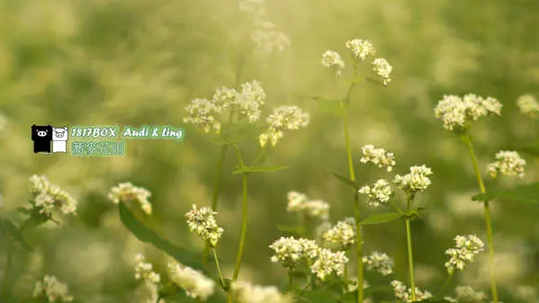 【彰化。二林】蕎麥花開。香田國小。12月雪。2016最新花況情報