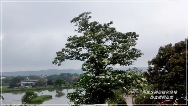 北部地區。客家桐花季賞桐花步道總整理