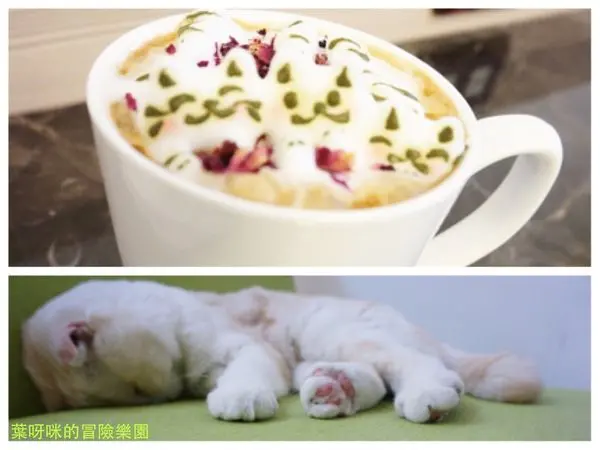 食記 ► 台中 西區 ◄ 咕嚕貓咖啡旗艦館 ✔ 貓咪咖啡廳版圖：萌萌的午茶時刻 x 每天都想用超萌立體腮紅貓咪拉花拿鐵畫下句點（有WIFI / 插座 / 限時）