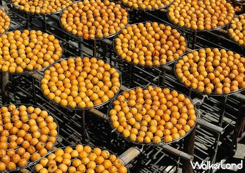 新竹柿餅季來了！味衛佳柿餅觀光農場 整片柿餅海超好拍，30元柿餅冰必吃。