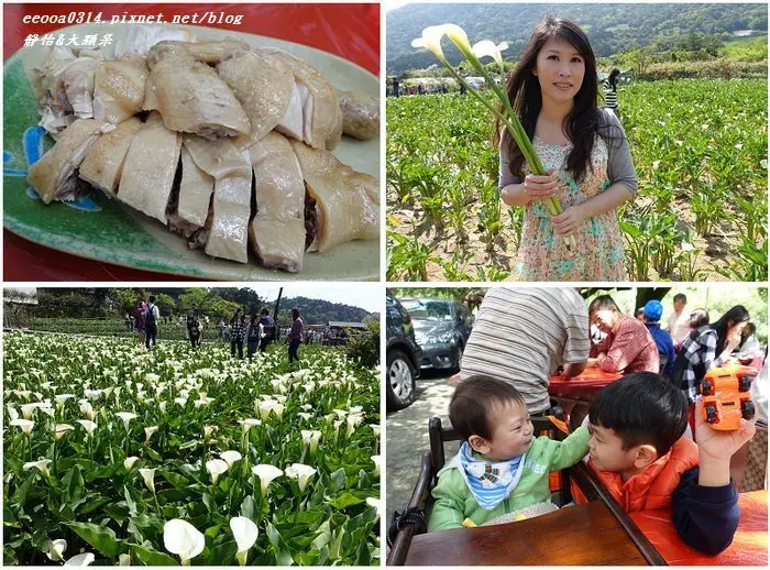 【陽明山竹子湖】賞海芋+杉木林餐廳吃土雞山菜♥2015竹子湖海芋季開始 海芋盛開囉!!