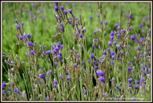 向陽農場遇見薰衣草＆七彩金魚草花田