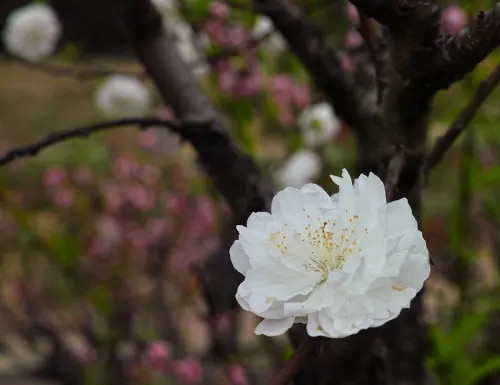 2015 的貓空杏花林, 杏花, 碧桃搞不清 ,總之還是在拍桃花