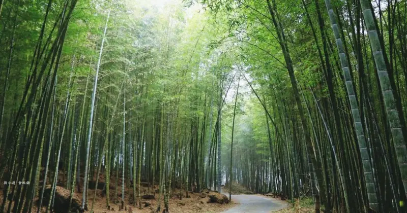 南投景點避暑7大推薦！森林系步道 99元親子玩水景點，暑假消暑跟著玩。