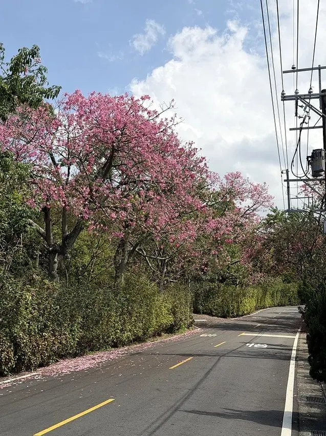 2025從粉紅花海走進海底龍宮，我的淡水奎柔山路(北8)美人