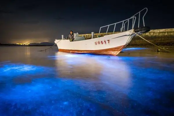 【馬祖景點】北竿生態賞鷗。軍營重地高登島。大坵島賞野生梅花鹿。包船夜賞海上的藍眼淚