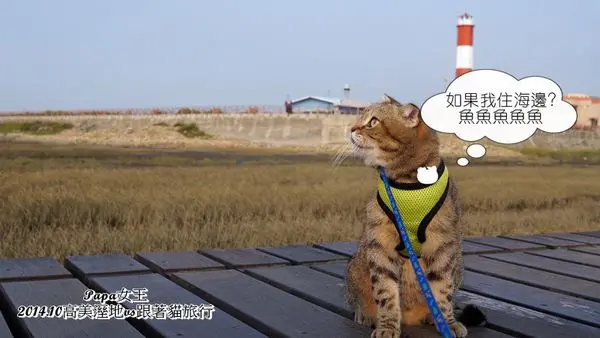 【台中 貓旅行】清水區高美濕地~ 你見過貓遛人嗎?