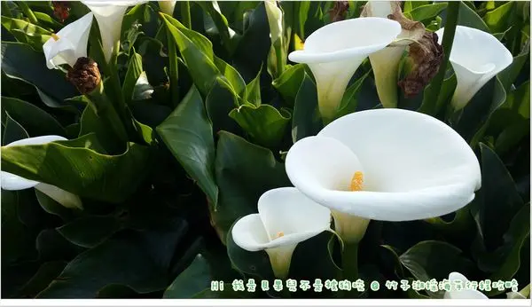 【台北竹子湖海芋季行程攻略】竹子湖沒有湖，只有滿滿的潔白海芋跟遇見熱門婚紗景點黑森林