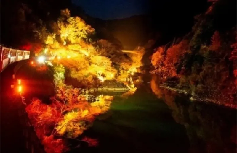 日本最夢幻列車回歸，京都嵯峨野小火車變身銀河列車，1000盞燈光照亮整片紅葉林。