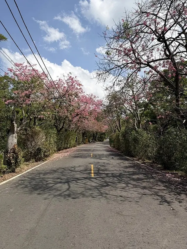 2025從粉紅花海走進海底龍宮，我的淡水奎柔山路(北8)美人