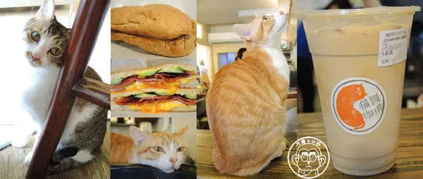 呷飽祙【台北大安･貓圖咖啡】親近人的店貓和好吃輕食        
      