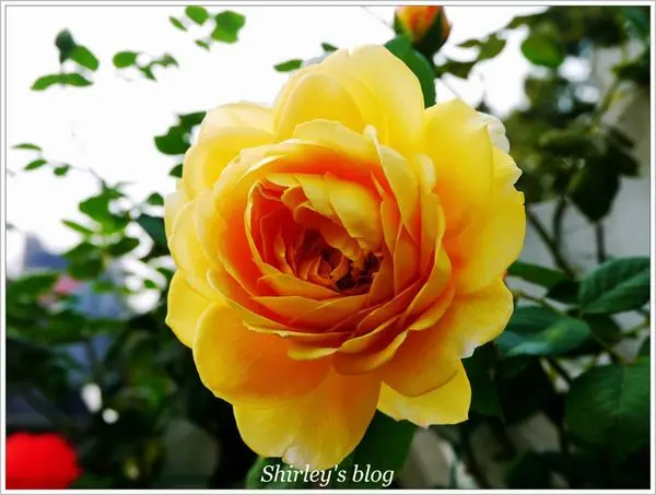 2014士林官邸玫瑰展