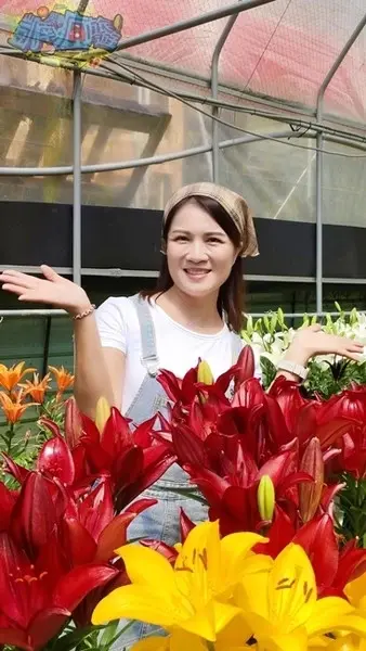 活動分享【2025阿里山百合花季】秋日浪漫的嘉義阿里山賞花之