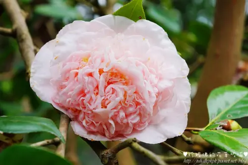 【台北-士林區】2016陽明山花季臺北茶花展