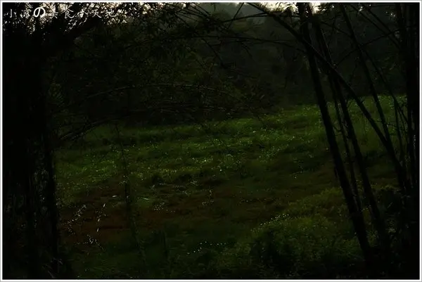 『南投。埔里』火金姑火金姑卡岑晶晶滿草飛─桃米生態村-草湳溼地