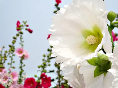 2015.03.20 -【台南】學甲蜀葵花季　來來來～讓喵娜我賞你個如鮮血般美艷的一丈紅吧！！