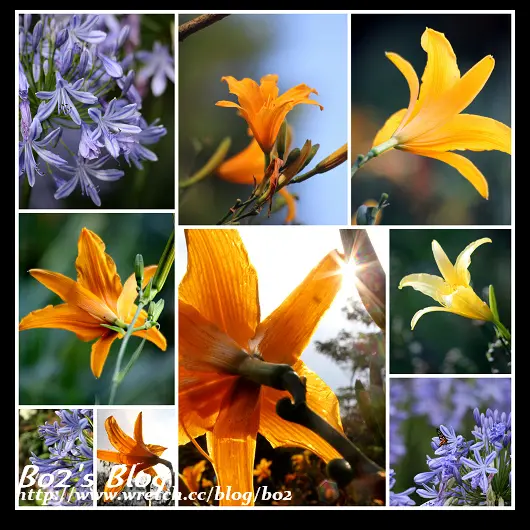 
台中.新社-沐心泉(金針+情人花齊放)
