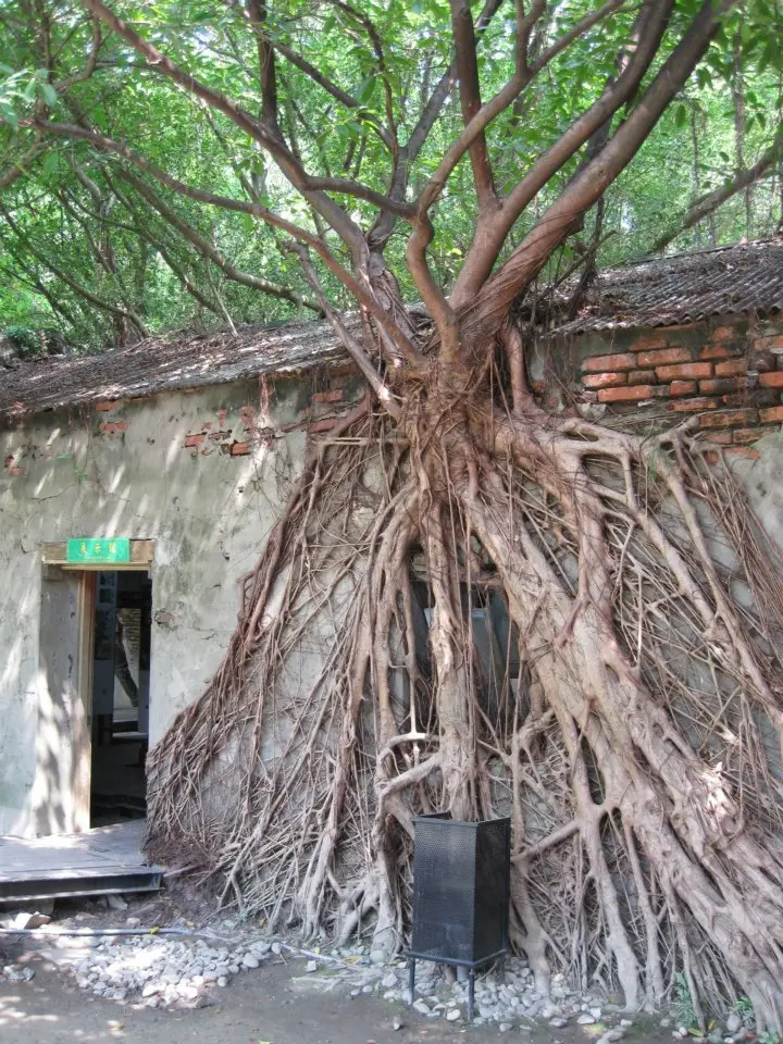 台南好好玩之安平樹屋