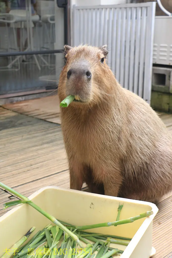 MOGU KABI 夏威夷豆塔專賣店 夏威夷豆塔 X 超萌水