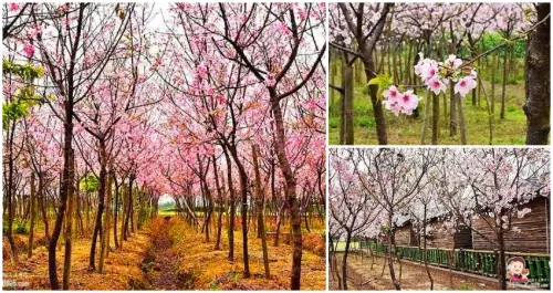 平鎮最新櫻花林景點出現，來體驗一下滿天飛舞櫻花的感受吧!