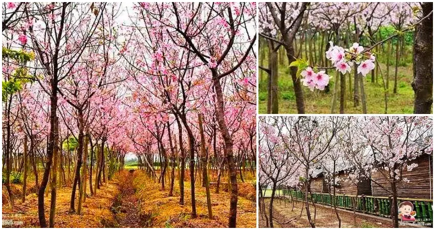 平鎮最新櫻花林景點出現，來體驗一下滿天飛舞櫻花的感受吧!