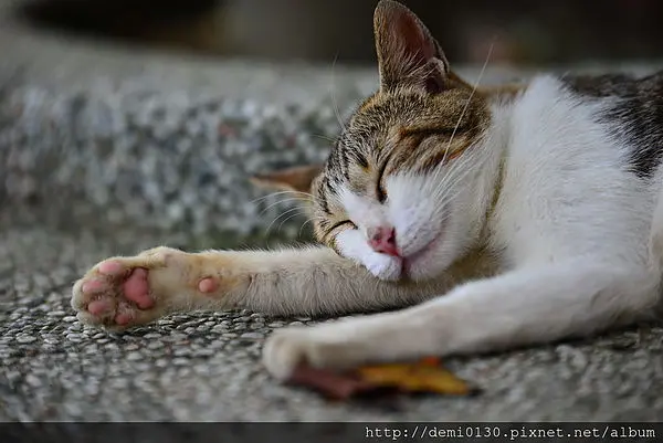 [拾影-國內-猴硐]一舉一動都讓人融化，來貓村當貓奴吧！