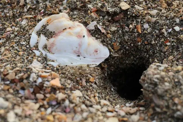 新屋濱海林蔭沙洲 (西濱公路) - 貝殼 - 螃蟹