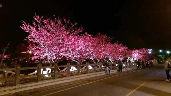泰安派出所：獨特的夜間櫻花超美！