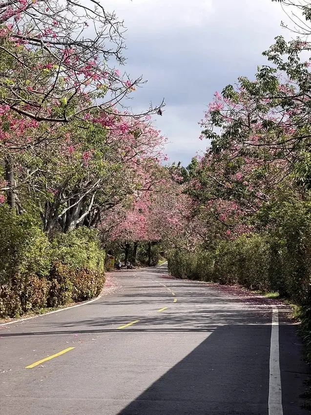 2025從粉紅花海走進海底龍宮，我的淡水奎柔山路(北8)美人