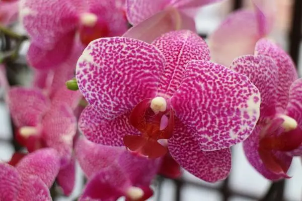 士林官邸『春節花卉展』新蘭亭/蝴蝶蘭/水仙花/士林捷運站