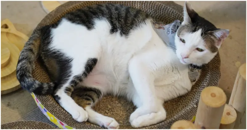 參見新左營車站貓咪站長！收編4隻浪貓變身高雄貓咪景點，貓奴高雄旅遊必來。