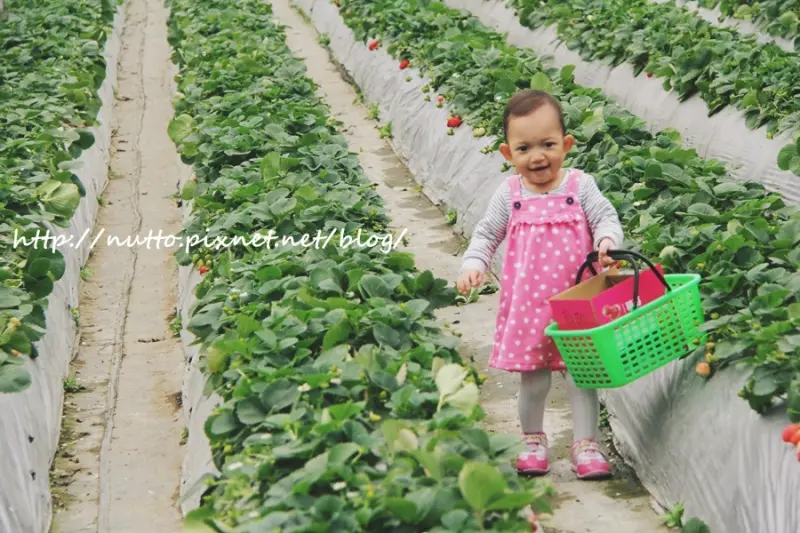 【麥芽趴趴走】20150227採草莓去！