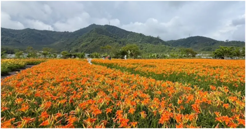 南投金針花海綻放！頭社活盆地金針花盛開，全台最早花海，賞花正是時候。