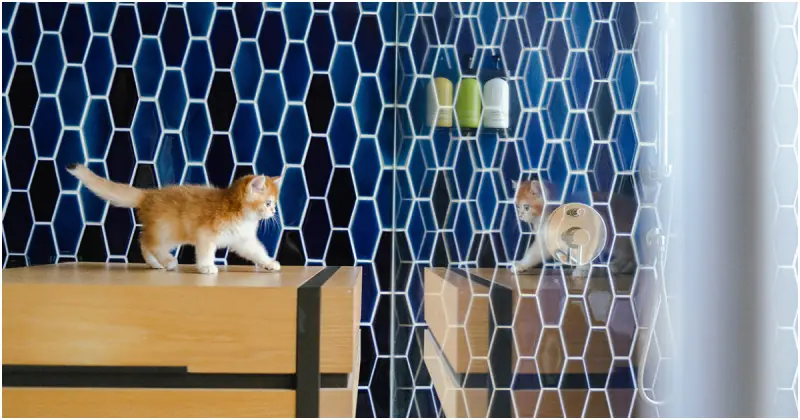 毛孩爽住高雄英迪格！入住送法國皇家濕糧，再加碼品牌大使徵選中。