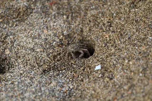 新屋濱海林蔭沙洲 (西濱公路) - 螃蟹