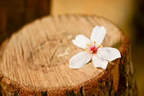 台中‧東勢 | 穿梭綠色廊道賞桐，一睹霸氣吐煙騰雲號