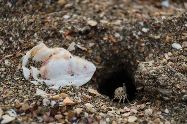 新屋濱海林蔭沙洲 (西濱公路) - 貝殼 - 螃蟹