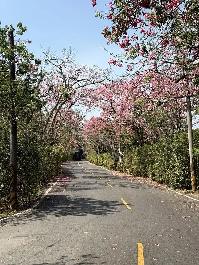 2025從粉紅花海走進海底龍宮，我的淡水奎柔山路(北8)美人