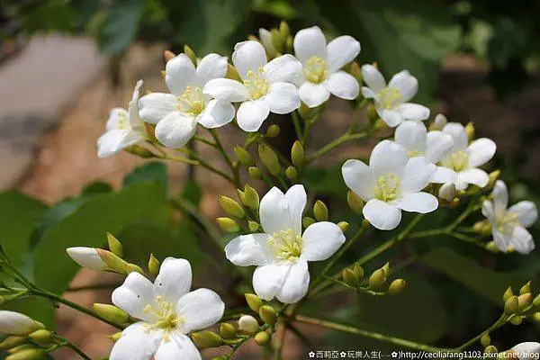 【彰化。彰化市】哇~下雪了，猶如走入夢幻雪白桐花世界~挑水古道、東外環歐迪伊咖啡旁山徑(花況4/13)