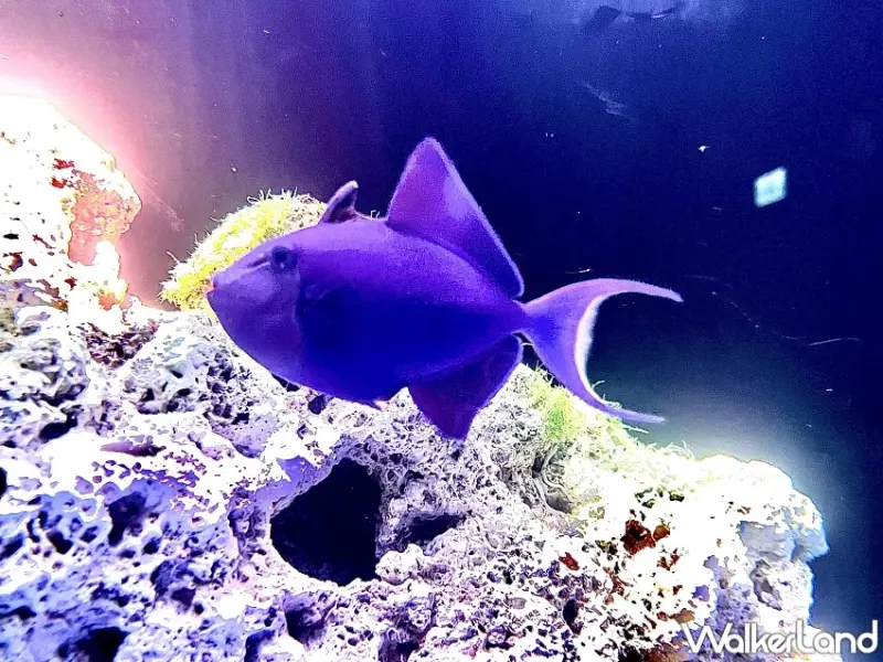 Xpark冬季限定戀愛物語登場！沉浸式光影展、海獅告白拿鐵與雙人套票開啟浪漫海洋約會。