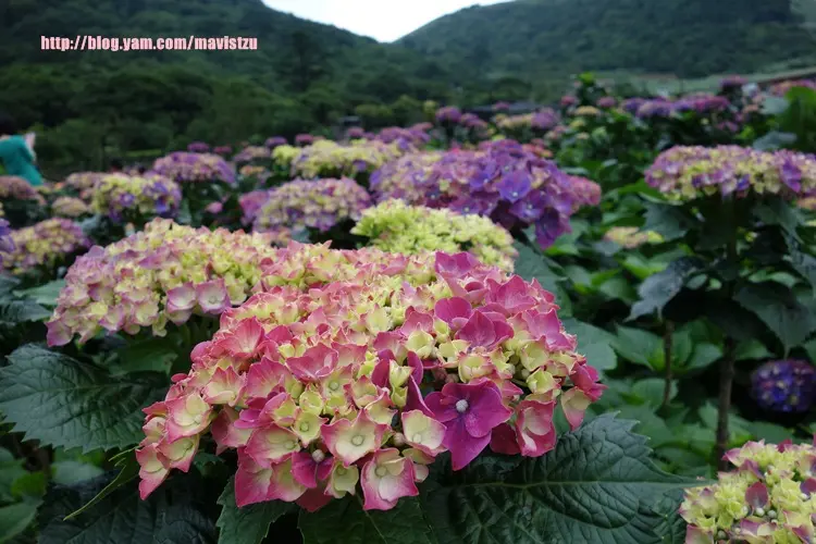 『陽明山』♥竹子湖浪漫繡球花季♥浪漫登場
