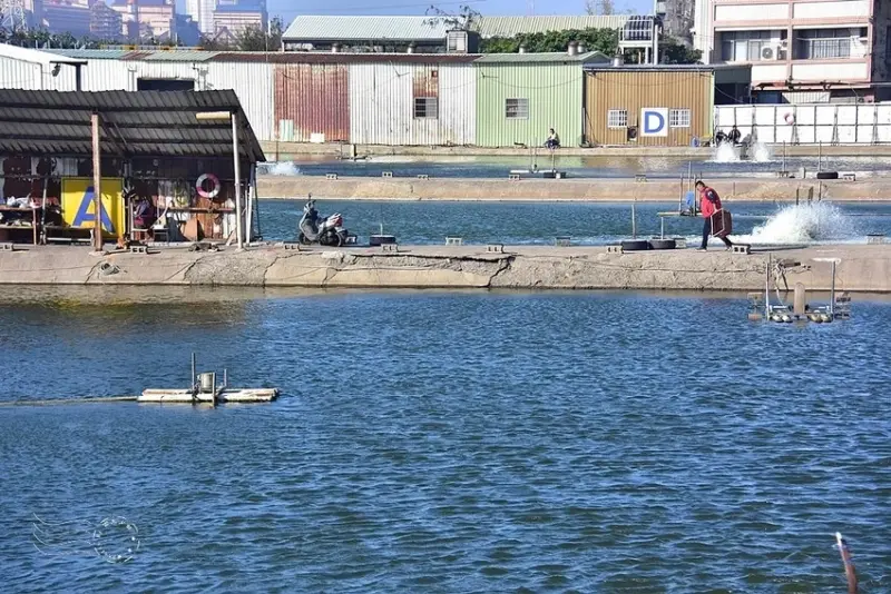 【麗水漁港】魚塭