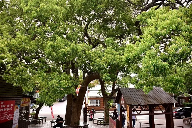 月眉糖廠:百年樟樹