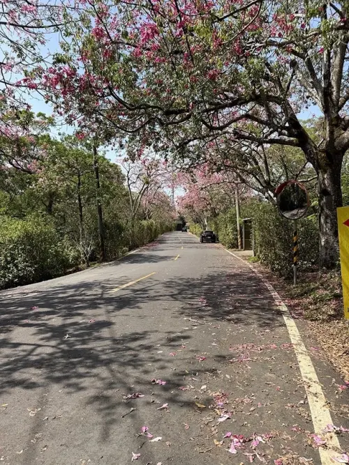 2025從粉紅花海走進海底龍宮，我的淡水奎柔山路(北8)美人樹大道與石門台灣珊瑚貝殼廟一日小旅行。