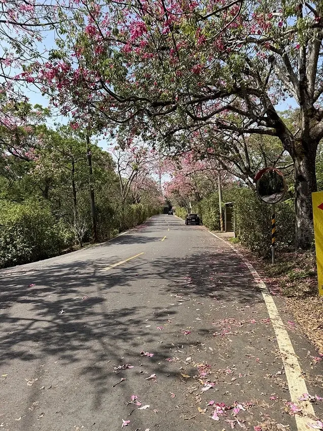 2025從粉紅花海走進海底龍宮，我的淡水奎柔山路(北8)美人
