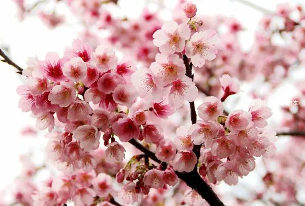 2015-1-25 陽明山~平菁街42巷賞櫻