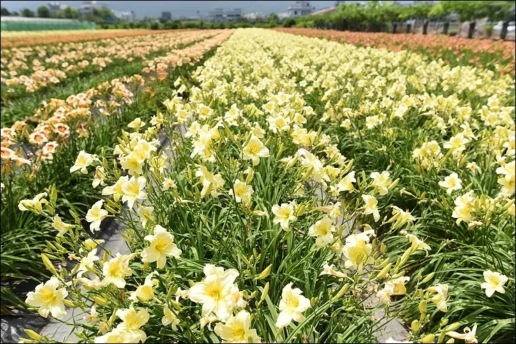 板橋好鄰居虎爺爽欣帶路之16耐環島賞花團~花蓮市郊隱藏版彩虹金針花海(免費參觀)&南澳建華冰店傳道冰&余記溫州大餛飩&屏東枋寮阿達活海產