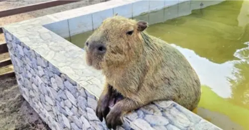 嘉義縣三隻小豬觀光農場親子放電首選，動物種類豐富的童話主題樂園！